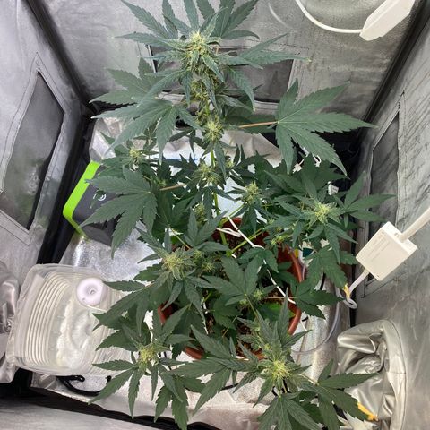 Amnesia Haze Auto growlog timeline photo