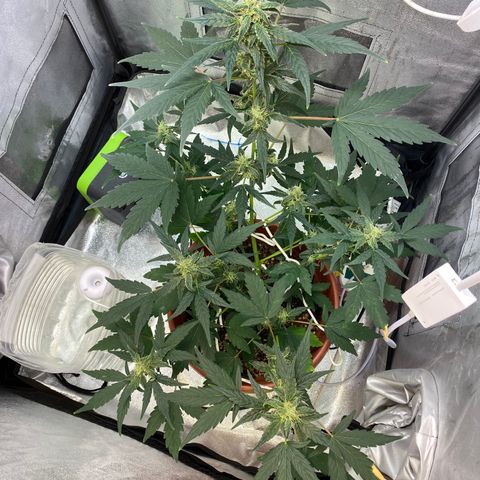 Amnesia Haze Auto growlog timeline photo