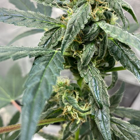Amnesia Haze Auto growlog timeline photo