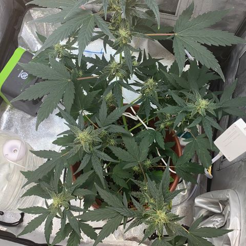 Amnesia Haze Auto growlog timeline photo