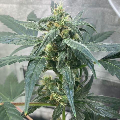 Amnesia Haze Auto growlog timeline photo