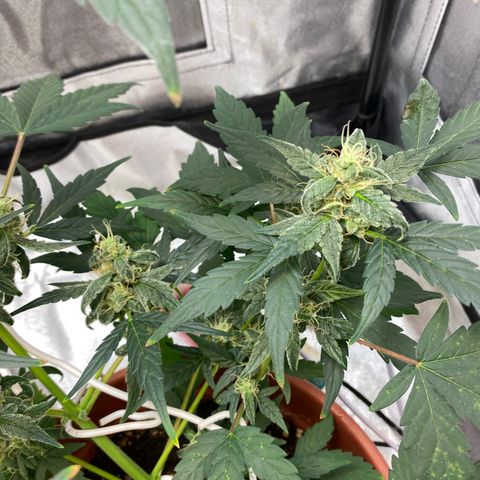 Amnesia Haze Auto growlog timeline photo