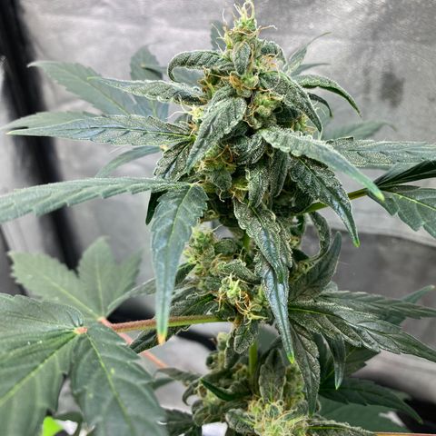 Amnesia Haze Auto growlog timeline photo