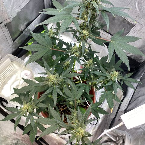 Amnesia Haze Auto growlog timeline photo