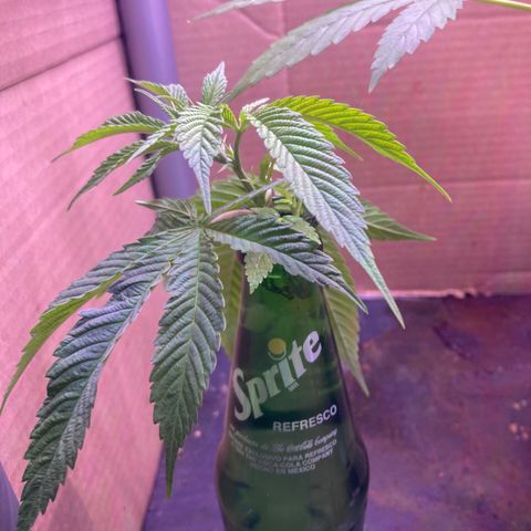 Couch lock  growlog photo: Day after transplant and first day of bonsai training as well as new clones 
