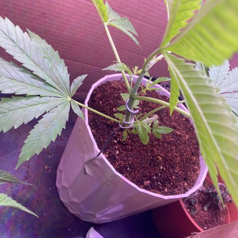 Couch lock  growlog photo: Day after transplant and first day of bonsai training as well as new clones 