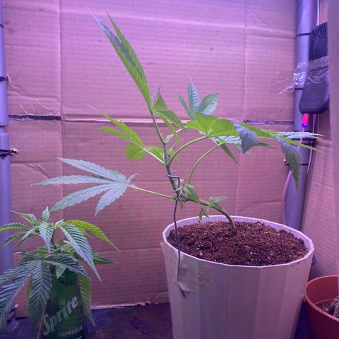 Couch lock  growlog photo: Day after transplant and first day of bonsai training as well as new clones 