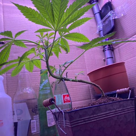Couch lock  growlog photo: Repotting to bonsai training phase 2 I’ve done a root rinse and she seems to be pretty happy with that I placed a rock within the Main roots so hopefully it takes it well 