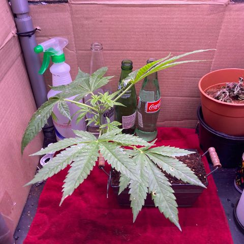 Couch lock  growlog photo: Repotting to bonsai training phase 2 I’ve done a root rinse and she seems to be pretty happy with that I placed a rock within the Main roots so hopefully it takes it well 