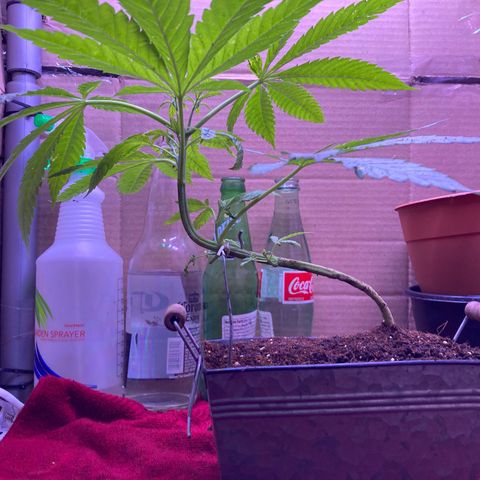 Couch lock  growlog timeline photo