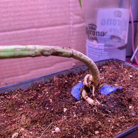 Couch lock  growlog photo: Going well 🥸