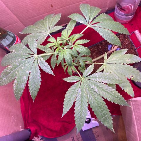 Couch lock  growlog timeline photo