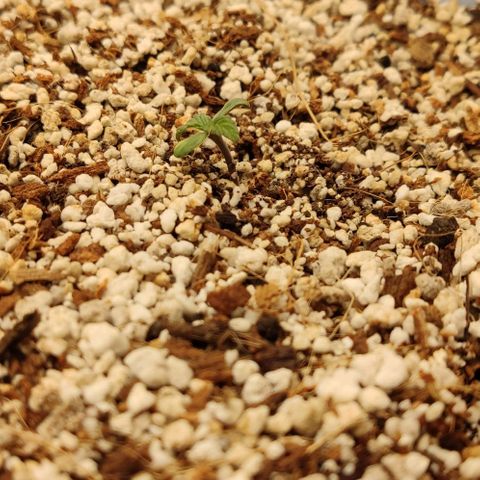 Auto Blueberry growlog timeline photo