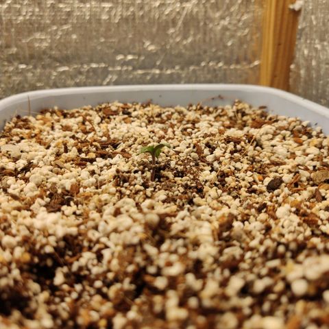 Auto Blueberry growlog timeline photo