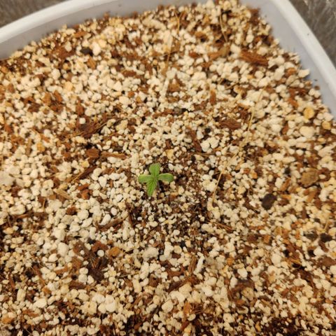 Auto Blueberry growlog timeline photo