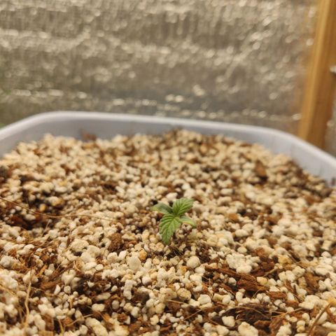 Auto Blueberry growlog timeline photo