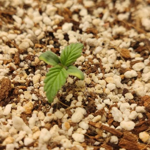 Auto Blueberry growlog timeline photo