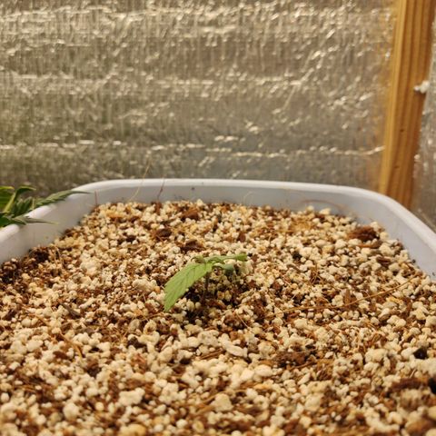 Auto Blueberry growlog timeline photo