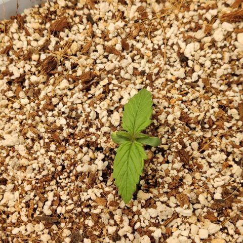 Auto Blueberry growlog timeline photo
