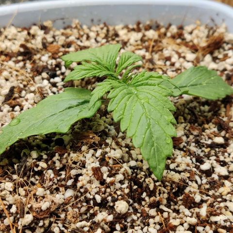 Auto Blueberry growlog timeline photo
