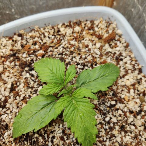 Auto Blueberry growlog timeline photo