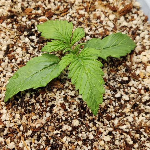 Auto Blueberry growlog timeline photo