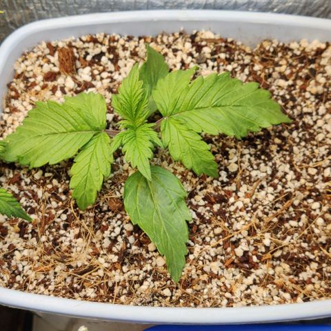 Auto Blueberry growlog timeline photo