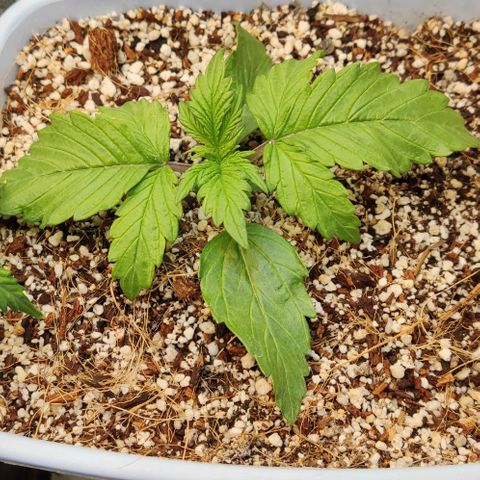 Auto Blueberry growlog timeline photo