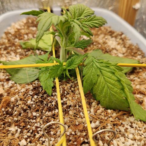 Auto Blueberry growlog timeline photo