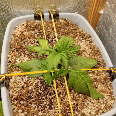 Auto Blueberry growlog timeline photo