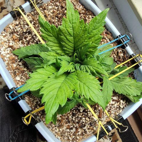 Auto Blueberry growlog timeline photo