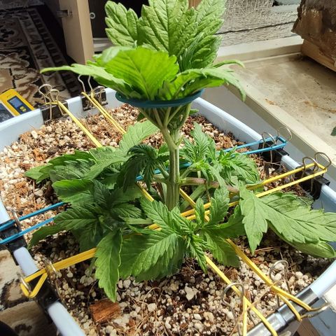 Auto Blueberry growlog timeline photo
