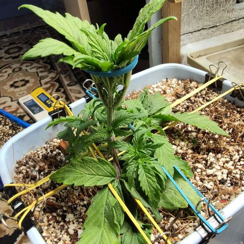Auto Blueberry growlog timeline photo