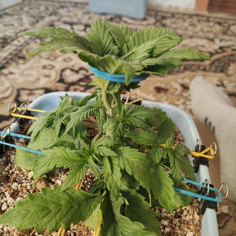 Auto Blueberry growlog timeline photo