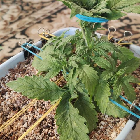 Auto Blueberry growlog timeline photo