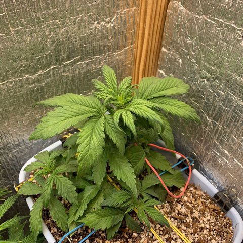 Auto Blueberry growlog timeline photo