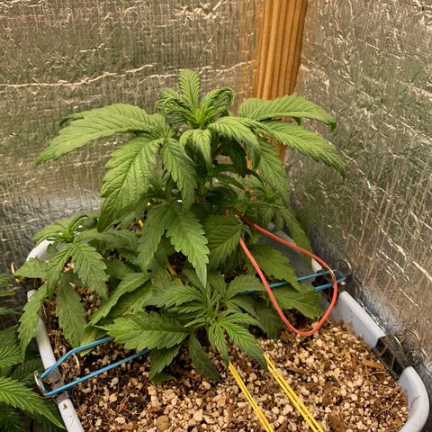 Auto Blueberry growlog timeline photo