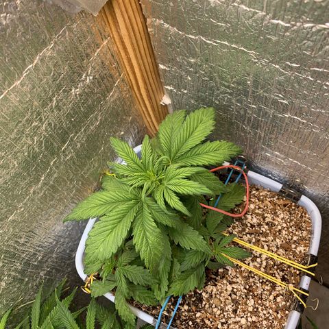 Auto Blueberry growlog timeline photo