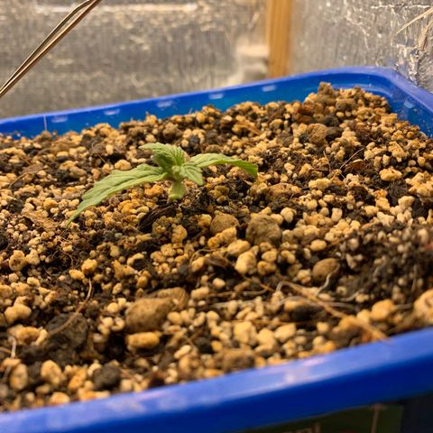 Auto Afghani growlog timeline photo