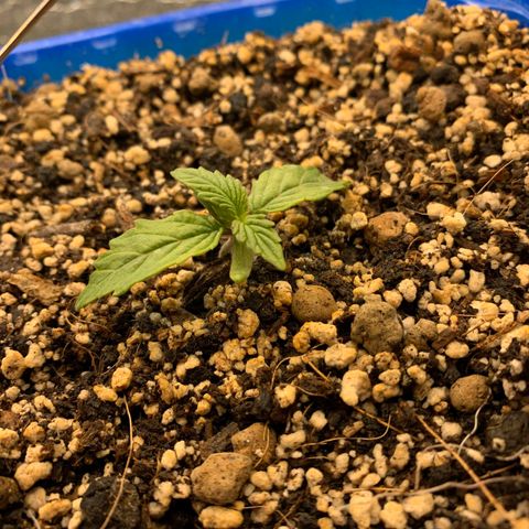 Auto Afghani growlog timeline photo