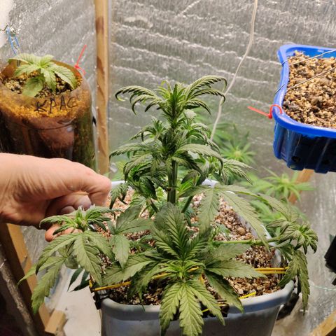 Auto Blueberry growlog photo: Промывка аодой