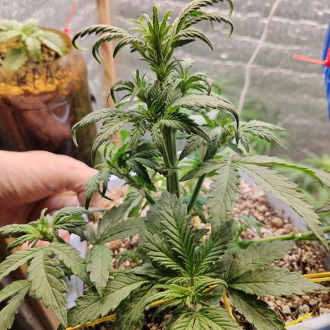 Auto Blueberry growlog photo: Промывка аодой