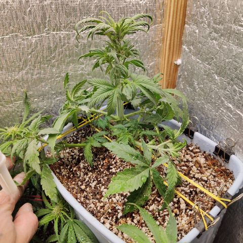 Auto Blueberry growlog photo: Промывка аодой