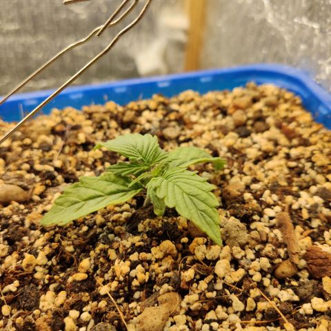 Auto Afghani growlog timeline photo