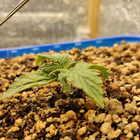 Auto Afghani growlog timeline photo