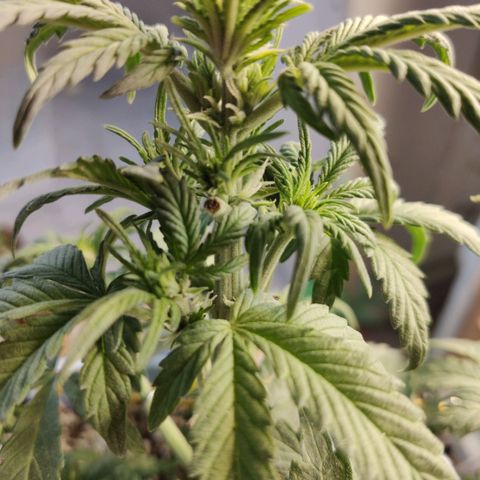 Auto Blueberry growlog timeline photo