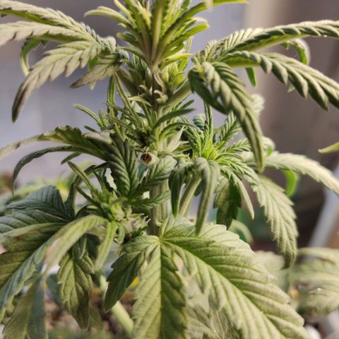 Auto Blueberry growlog timeline photo