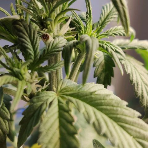 Auto Blueberry growlog timeline photo