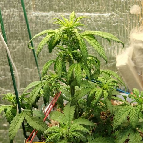 Auto Blueberry growlog timeline photo