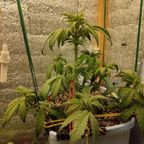 Auto Blueberry growlog timeline photo